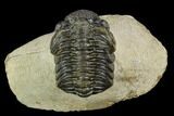 Bargain, Morocops Trilobite - Visible Eye Facets #120073-1